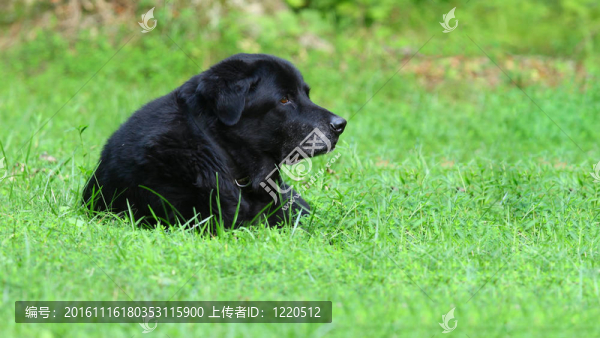 桑普森老人黑色的拉布拉多獵犬在你的文字里院子里的草的輪廓。
