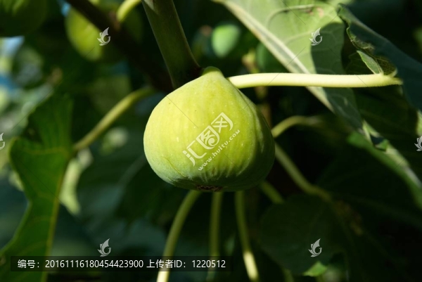 無花果樹