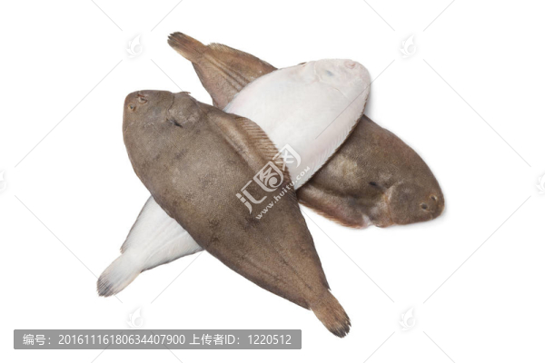 新鮮的唯一的魚