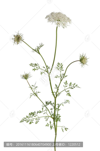 野生胡蘿卜花