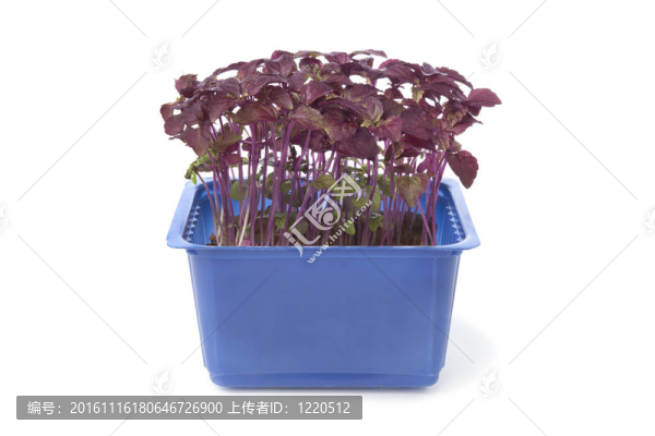 新鮮的紫蘇