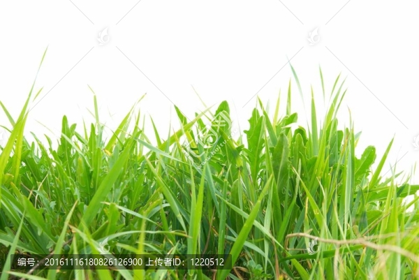 綠色的草中分離