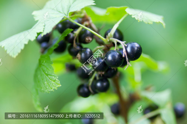 黑加侖