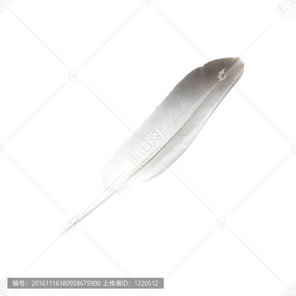 鳥的羽毛