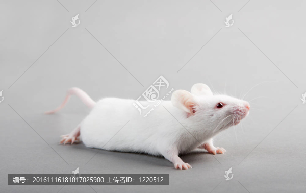實(shí)驗(yàn)室的老鼠