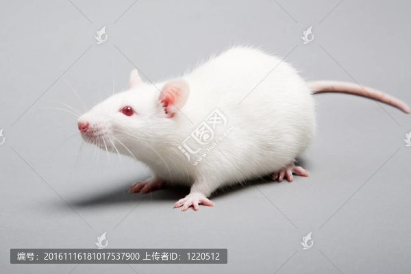 小白鼠