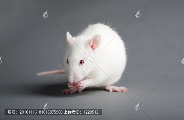 小白鼠