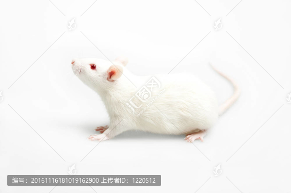 小白鼠