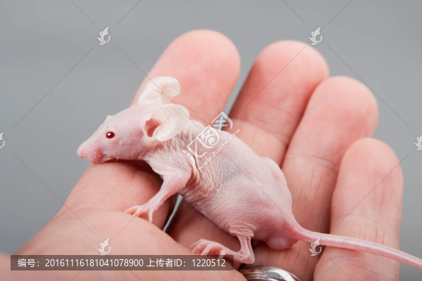 無毛小鼠