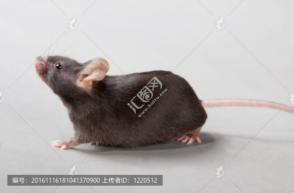 實驗室的老鼠