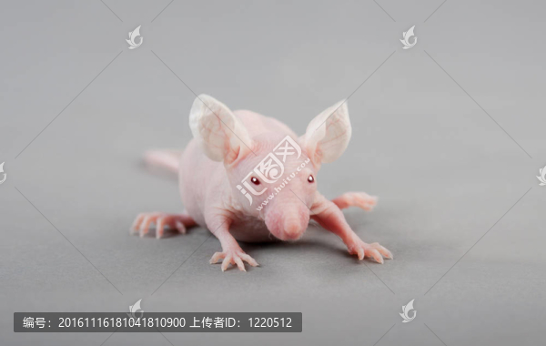 無毛小鼠