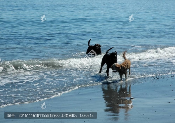 沖浪中的狗