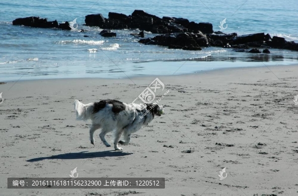 牧羊犬的沙灘上奔跑