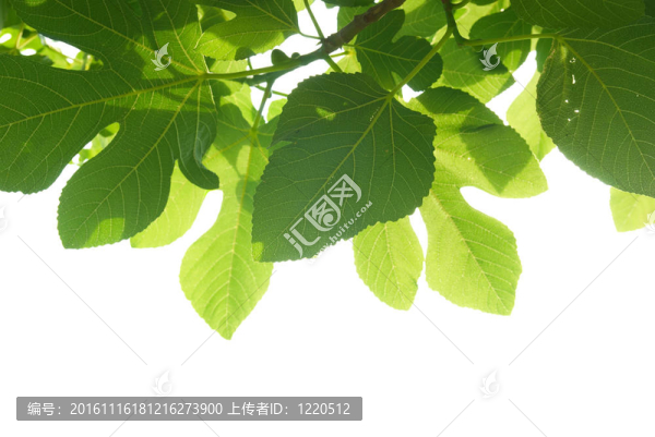綠色無花果樹葉
