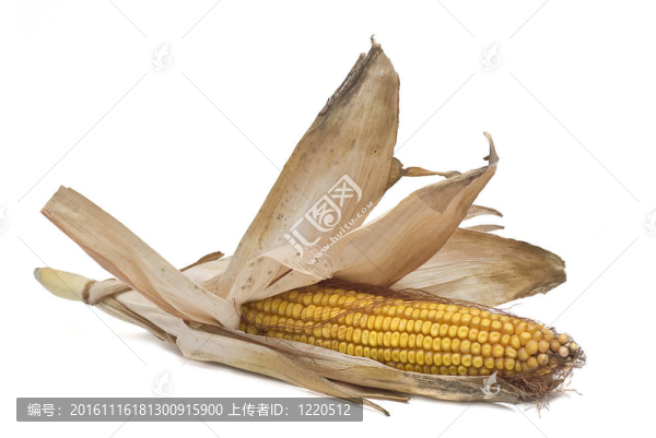 白色玉米穗。