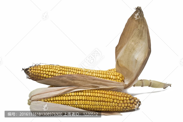 白色玉米穗。