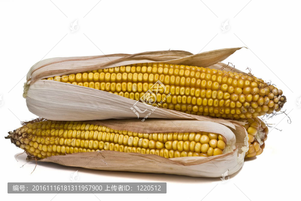 白色玉米穗。