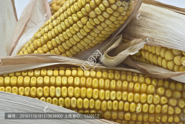 從玉米穗特寫。