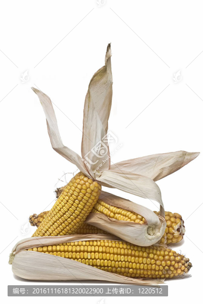 白色玉米穗。