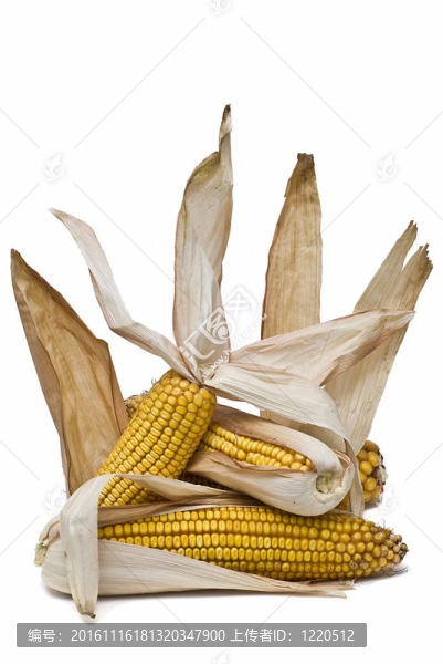 白色玉米穗。