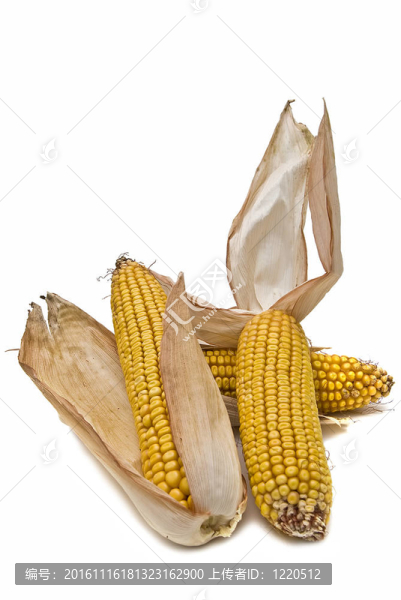 白色玉米穗。