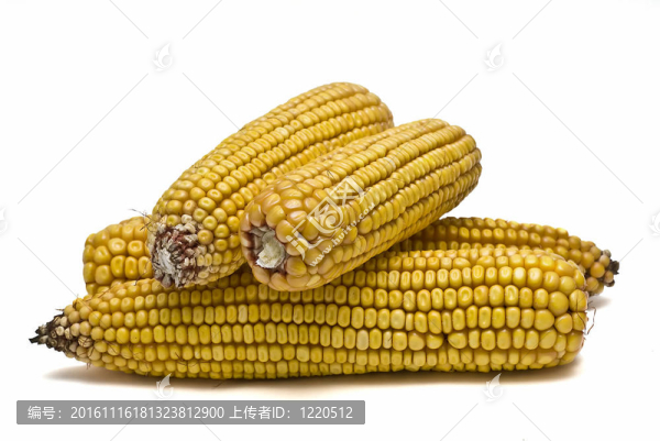 白色玉米穗。