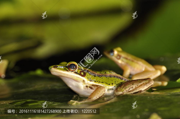 兩個(gè)綠色水稻青蛙簡(jiǎn)介睡蓮葉-匯圖網(wǎng) www.fosd68.com 兩個(gè)綠色水稻青蛙簡(jiǎn)介睡蓮葉