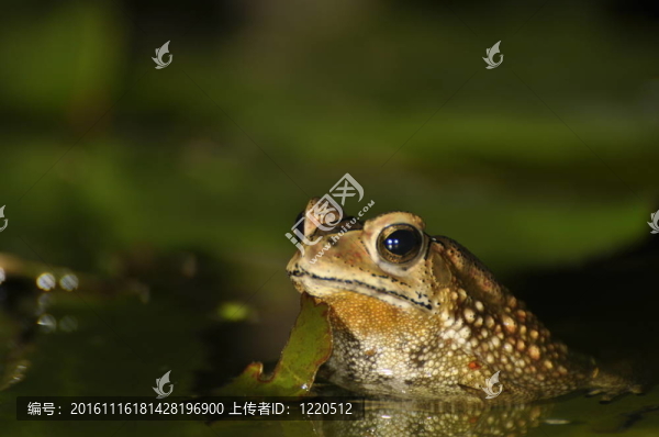 黑眶蟾蜍在水
