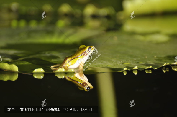 Green,Paddy,Frog回到睡蓮