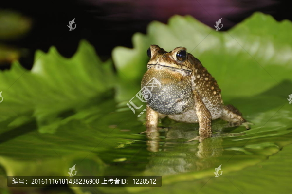 黑眶蟾蜍在睡蓮葉的歌唱