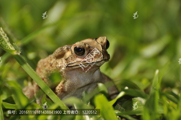 黑眶蟾蜍草