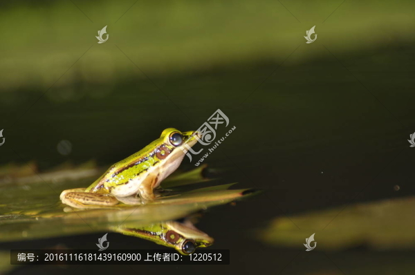 Green,Paddy,Frog在水里