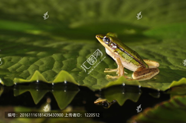 海水中的鏡子里的Green,Paddy,Frog