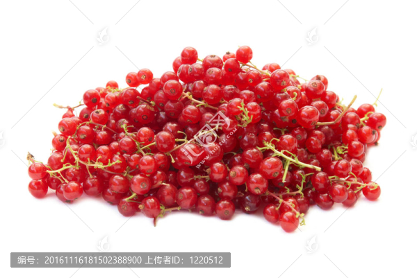 覆盆子，黑醋栗樁。