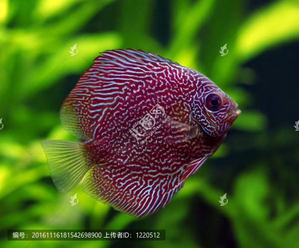 蛇皮七彩神仙魚
