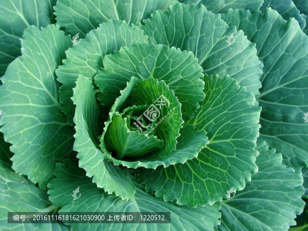 羽衣甘藍(lán)