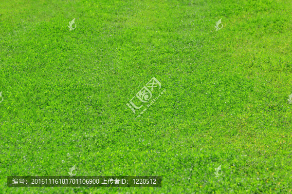 田野上的綠草背景