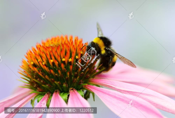 熊蜂在花。