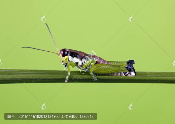 蚱蜢-匯圖網(wǎng) www.fosd68.com 蚱蜢