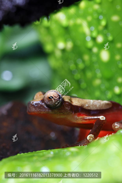 小丑樹蛙