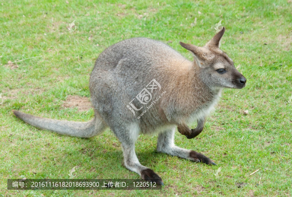 袋鼠