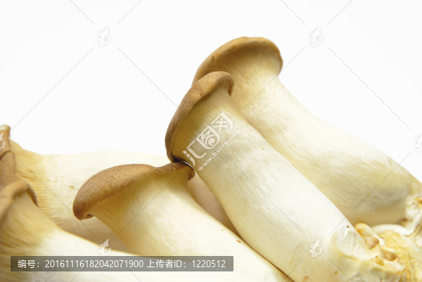杏鮑菇