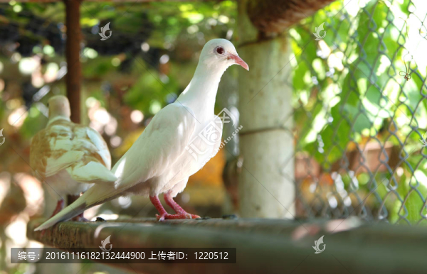 鴿子