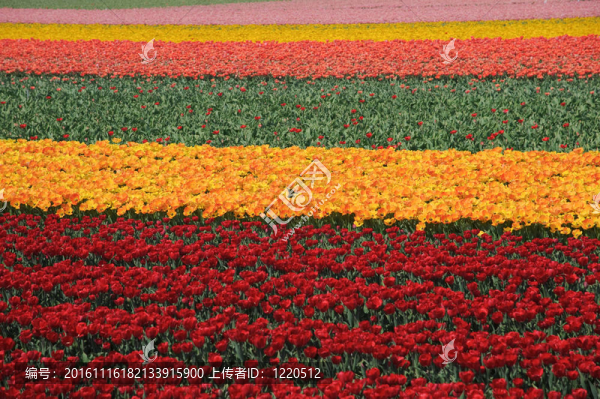 一排排紅色和黃色的郁金香