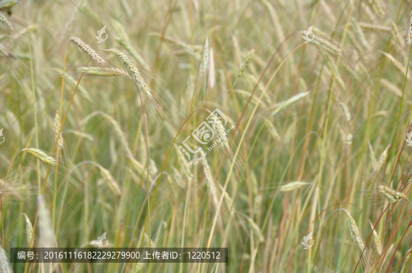 糧食行業(yè)背景