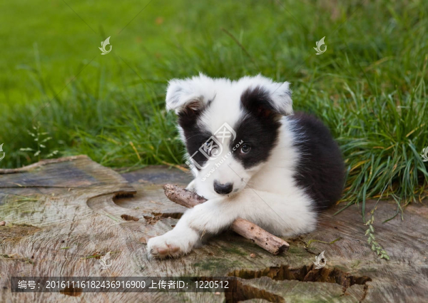邊境牧羊犬