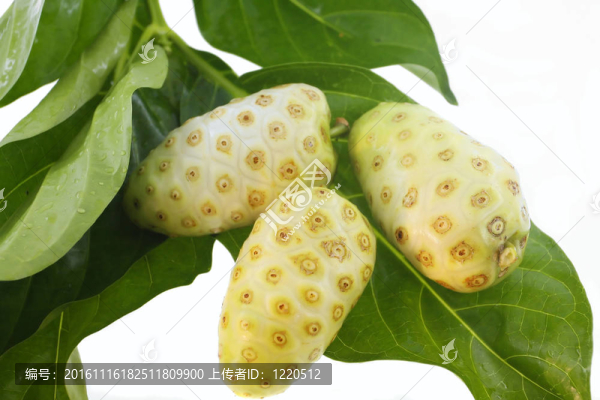 諾麗果