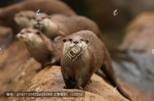 東方小爪水獺