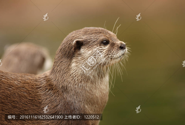 東方小爪水獺