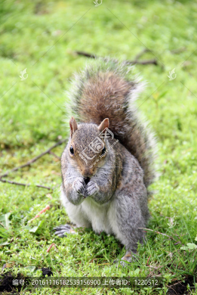 歐洲紅松鼠-匯圖網(wǎng) www.fosd68.com 歐洲紅松鼠